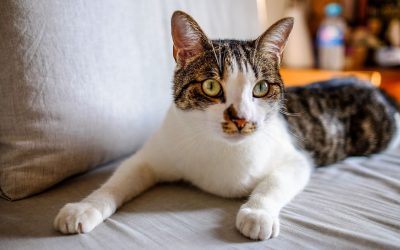 Hur väljer man rätt kattförsäkring?